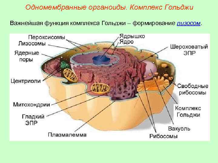 Одномембранные органоиды. Комплекс Гольджи Важнейшая функция комплекса Гольджи – формирование лизосом. 