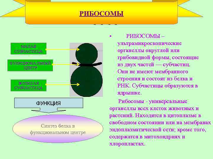 Рибосомы функции. Строение рибосомы растительной клетки. Рибосома строение мембрана. Какой органоид образует рибосомы. Рибосомы 70s функции.