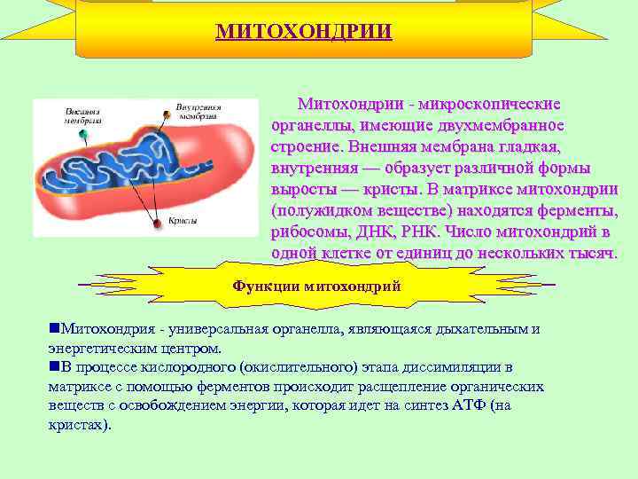МИТОХОНДРИИ • Митохондрии - микроскопические органеллы, имеющие двухмембранное строение. Внешняя мембрана гладкая, внутренняя —
