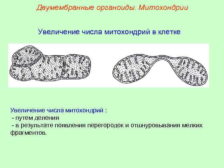 Деление клетки какой органоид. Двумембранные органоиды клетки митохондрии. Деление митохондрий. Увеличение числа митохондрий. Размножение митохондрий.