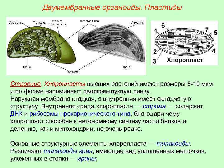 Двумембранные органоиды. Пластиды Строение. Хлоропласты высших растений имеют размеры 5 -10 мкм и по