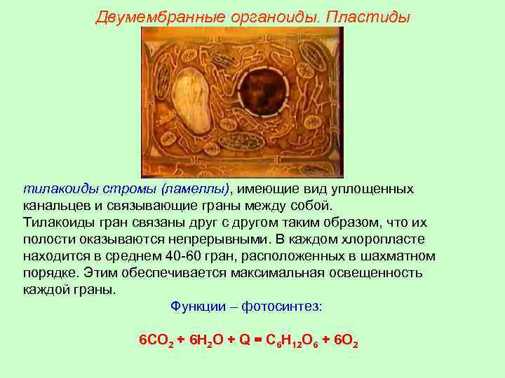 Двумембранные органоиды. Пластиды тилакоиды стромы (ламеллы), имеющие вид уплощенных канальцев и связывающие граны между
