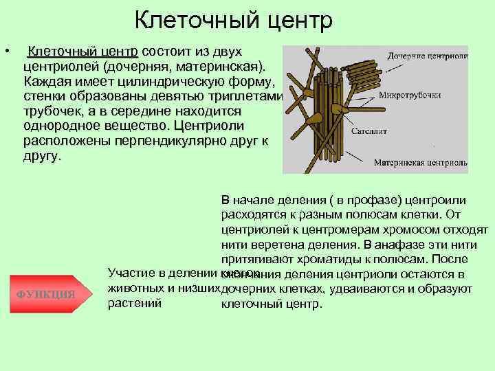 Участие в делении. Содержат центриоли клеточного центра. Материнская и дочерняя центриоли. Клеточный центр состоит из 2 центриолей. Из чего состоит клеточный центр.