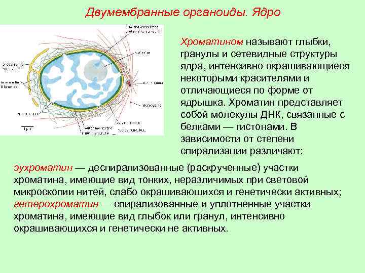 Двумембранные органоиды. Ядро Хроматином называют глыбки, гранулы и сетевидные структуры ядра, интенсивно окрашивающиеся некоторыми