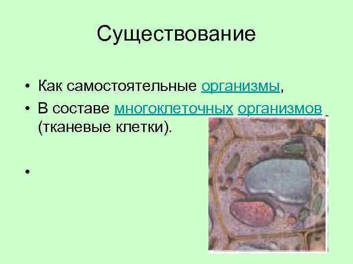 Существование • Как самостоятельные организмы, • В составе многоклеточных организмов (тканевые клетки). • 