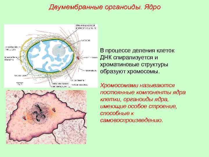 Двумембранные органоиды. Ядро В процессе деления клеток ДНК спирализуется и хроматиновые структуры образуют хромосомы.