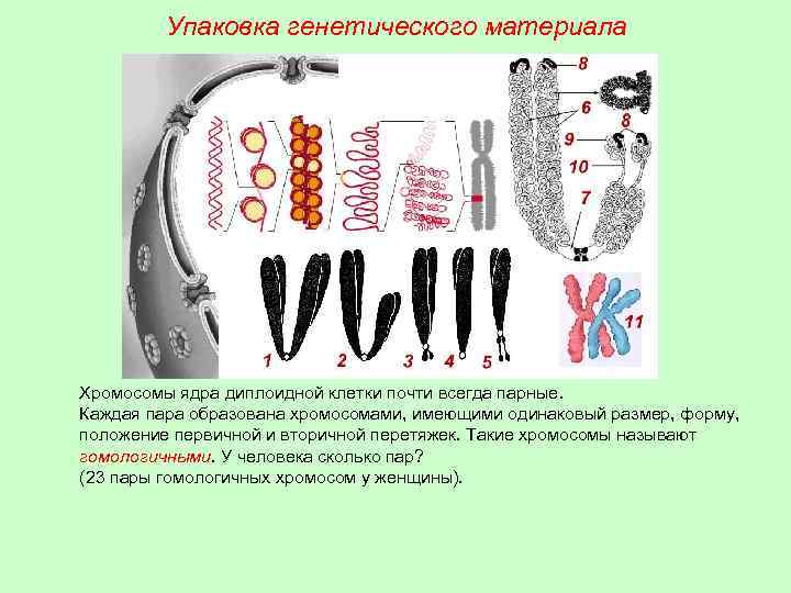 Упаковка генетического материала Хромосомы ядра диплоидной клетки почти всегда парные. Каждая пара образована хромосомами,