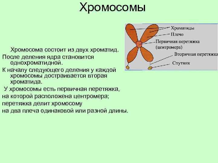 Хромосомы Хромосома состоит из двух хроматид. После деления ядра становится однохроматидной. К началу следующего