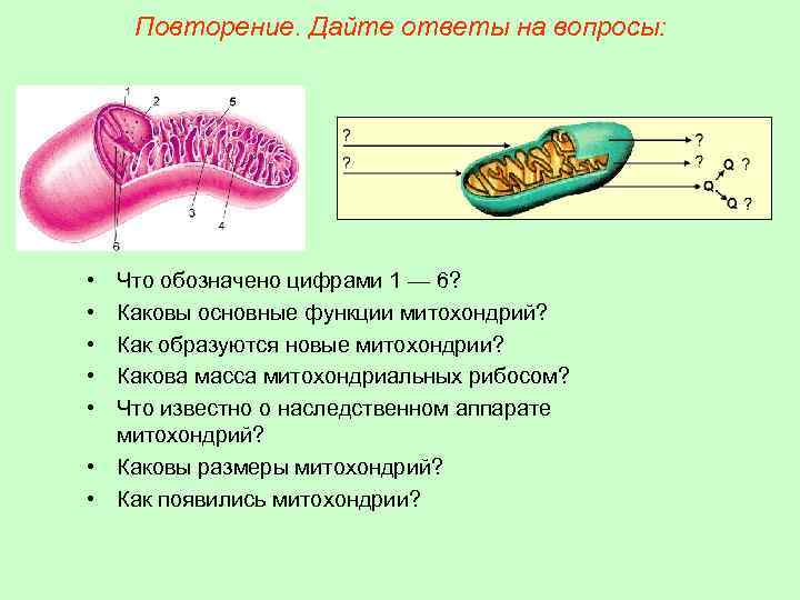 Повторение. Дайте ответы на вопросы: • • • Что обозначено цифрами 1 — 6?