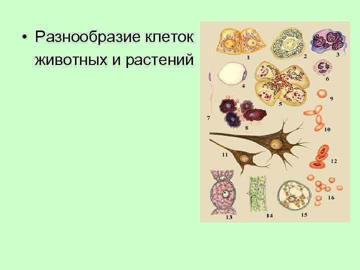 Разнообразие клеточных. Разнообразие животных клеток. Разнообразие клеток животных и растений. Разнообразие клеток растений. Разнообразие клеток человека.