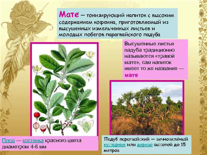 Мате — тонизирующий напиток с высоким содержанием кофеина, приготовляемый из высушенных измельченных листьев и