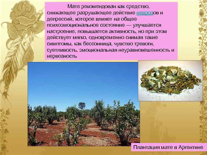 Мате рекомендован как средство, снижающее разрушающее действие неврозов и депрессий, которое влияет на общее