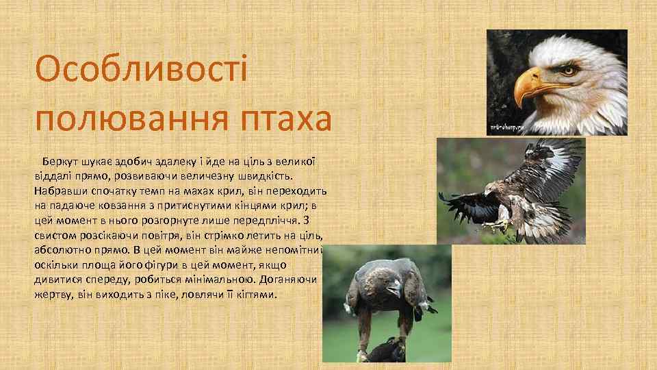 Особливості полювання птаха Беркут шукає здобич здалеку і йде на ціль з великої віддалі