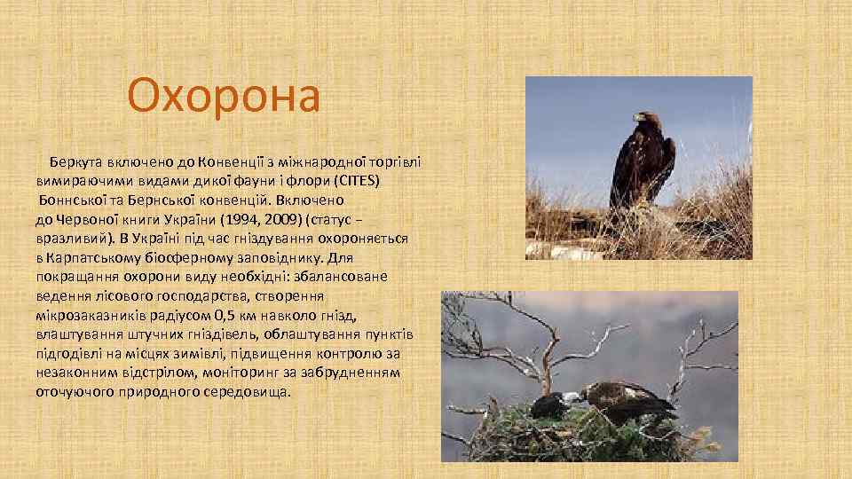 Охорона Беркута включено до Конвенції з міжнародної торгівлі вимираючими видами дикої фауни і флори