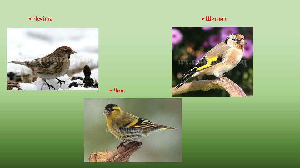  • Чечітка • Щиглик • Чиж 