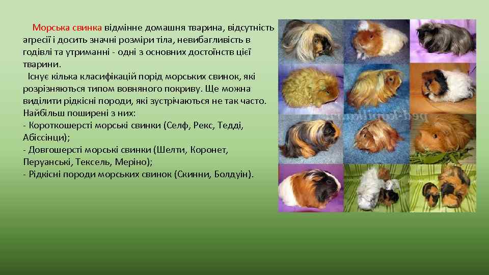 Морська свинка відмінне домашня тварина, відсутність агресії і досить значні розміри тіла, невибагливість