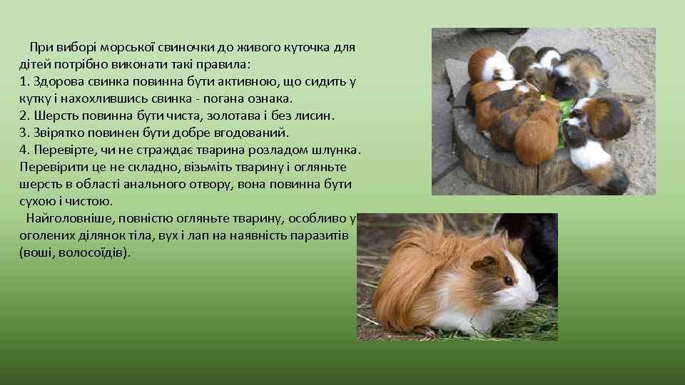  При виборі морської свиночки до живого куточка для дітей потрібно виконати такі правила:
