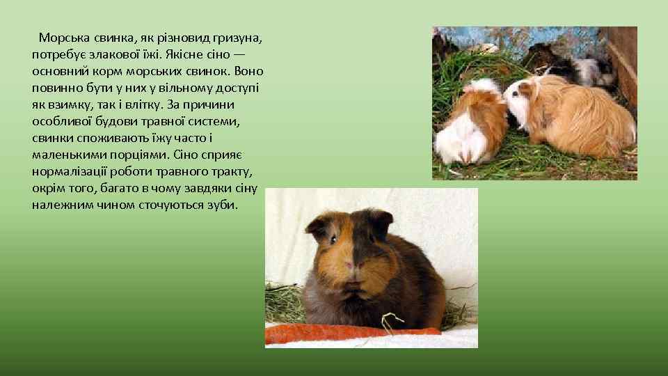  Морська свинка, як різновид гризуна, потребує злакової їжі. Якісне сіно — основний корм
