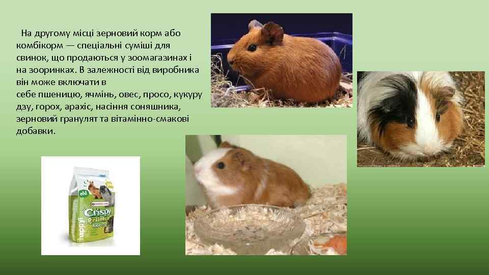  На другому місці зерновий корм або комбікорм — спеціальні суміші для свинок, що
