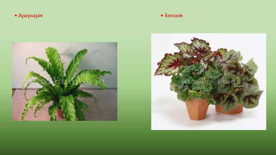  • Араукарія • Бегонія 