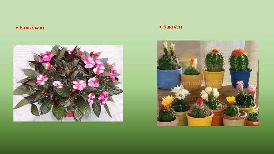  • Бальзамін • Кактуси 
