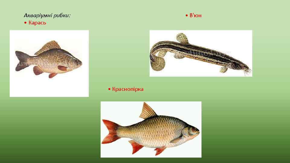 Акваріумні рибки: • Карась • В'юн • Краснопірка 