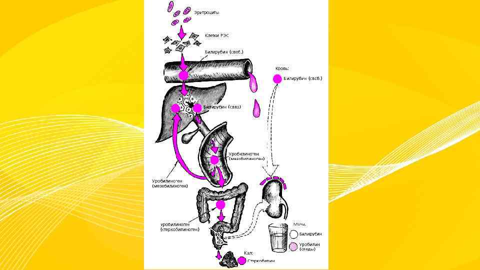 Схему образования непрямого билирубина