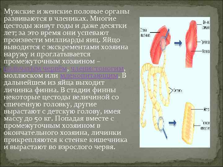  Мужские и женские половые органы развиваются в члениках. Многие цестоды живут годы и