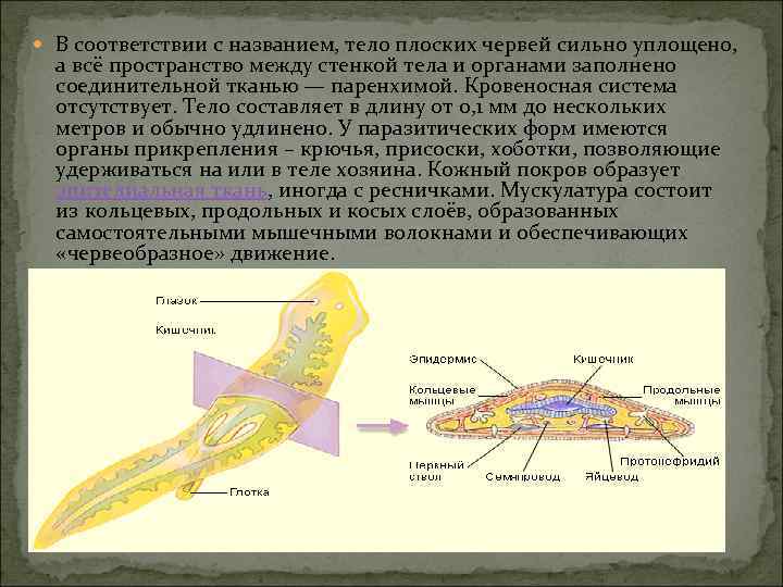  В соответствии с названием, тело плоских червей сильно уплощено, а всё пространство между