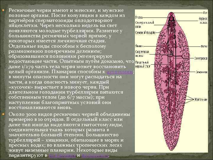  Ресничные черви имеют и женские, и мужские половые органы. После копуляции в каждом