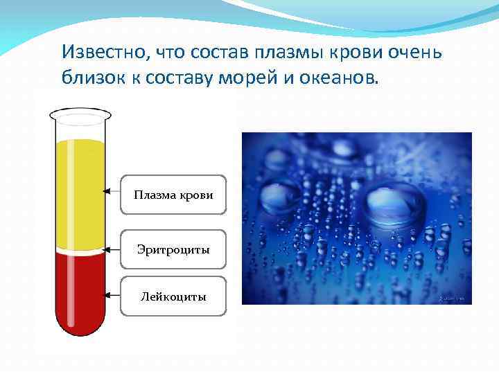 Известно, что состав плазмы крови очень близок к составу морей и океанов. Плазма крови