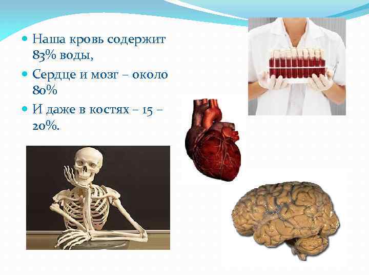  Наша кровь содержит 83% воды, Сердце и мозг – около 80% И даже