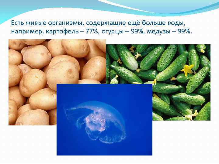 Есть живые организмы, содержащие ещё больше воды, например, картофель – 77%, огурцы – 99%,