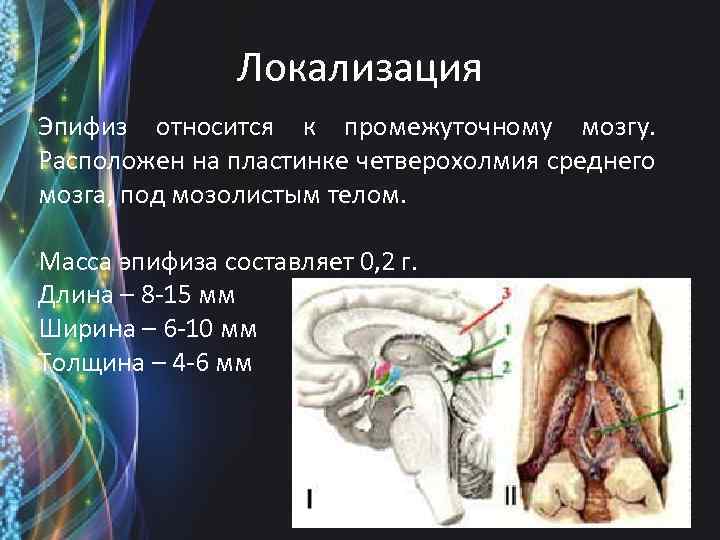 Локализация Эпифиз относится к промежуточному мозгу. Расположен на пластинке четверохолмия среднего мозга, под мозолистым