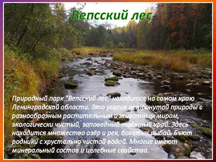 Вепсский лес Природный парк "Вепсский лес" находится на самом краю Ленинградской области. Это уголок