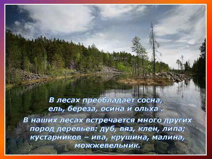 В лесах преобладает сосна, ель, береза, осина и ольха. В наших лесах встречается много