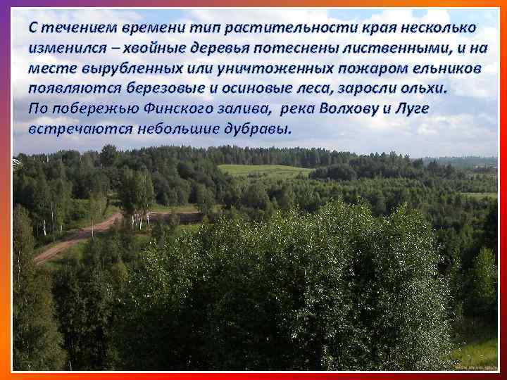 С течением времени тип растительности края несколько изменился – хвойные деревья потеснены лиственными, и