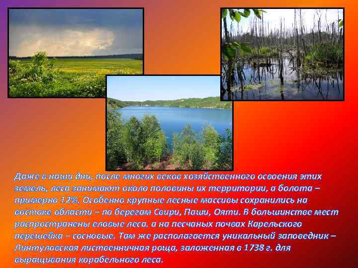 Даже в наши дни, после многих веков хозяйственного освоения этих земель, леса занимают около