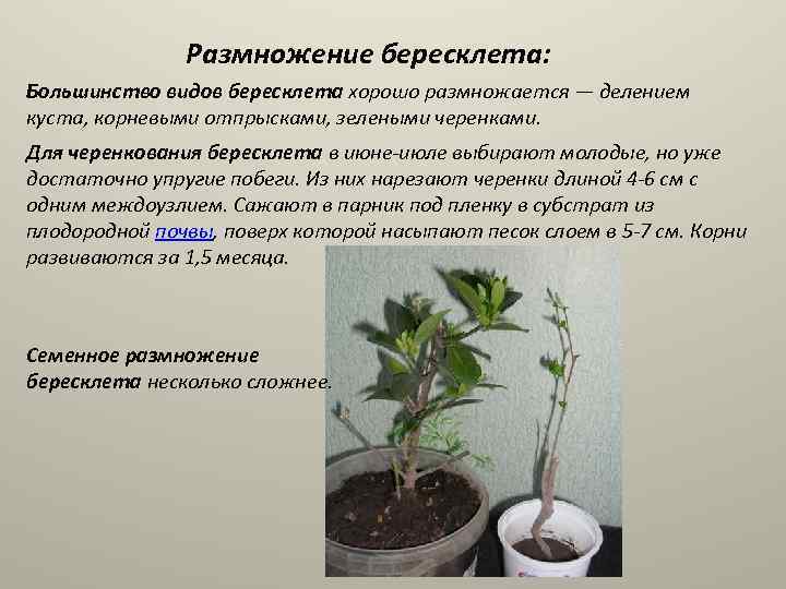 Размножение бересклета: Большинство видов бересклета хорошо размножается — делением куста, корневыми отпрысками, зелеными черенками.