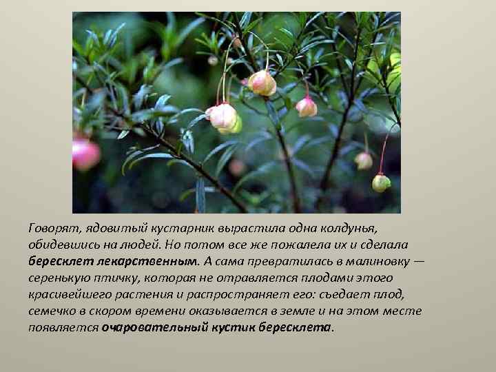 Говорят, ядовитый кустарник вырастила одна колдунья, обидевшись на людей. Но потом все же пожалела