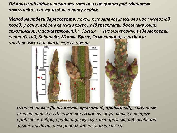 Однако необходимо помнить, что они содержат ряд ядовитых алкалоидов и не пригодны в пищу