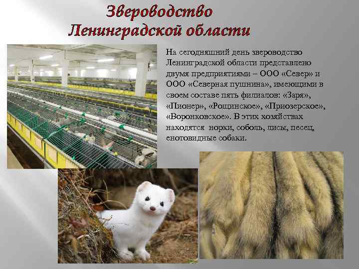 Сообщение на тему звероводство. Пушное Звероводство продукция. Клеточное Звероводство. Разведение пушных зверей.