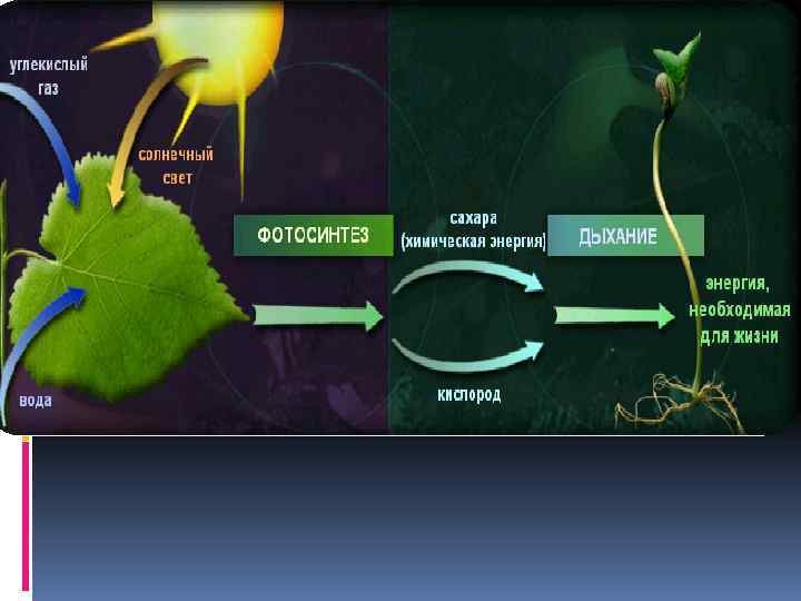 На рисунке изображен фотосинтез