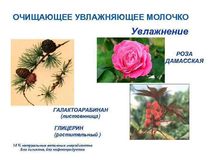 ОЧИЩАЮЩЕЕ УВЛАЖНЯЮЩЕЕ МОЛОЧКО Увлажнение РОЗА ДАМАССКАЯ ГАЛАКТОАРАБИНАН (лиственница) ГЛИЦЕРИН (растительный ) 14 % натуральных