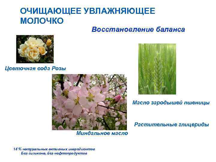 ОЧИЩАЮЩЕЕ УВЛАЖНЯЮЩЕЕ МОЛОЧКО Восстановление баланса Цветочная вода Розы Масло зародышей пшеницы Растительные глицериды Миндальное