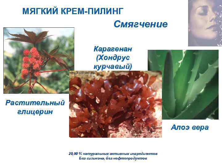 МЯГКИЙ КРЕМ-ПИЛИНГ Смягчение Карагенан (Хондрус курчавый) Растительный глицерин Алоэ вера 20, 50 % натуральных