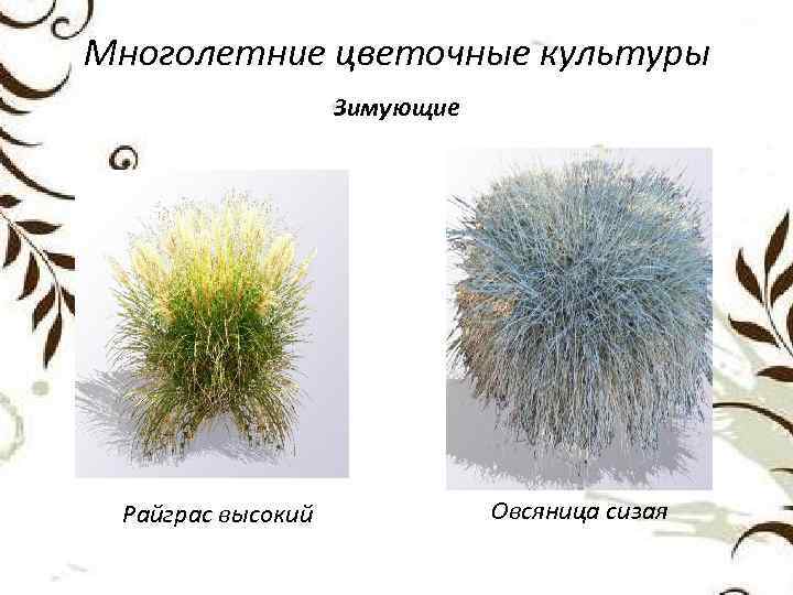 Многолетние цветочные культуры Зимующие Райграс высокий Овсяница сизая 