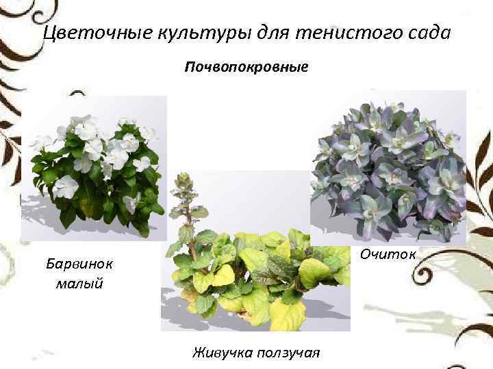 Цветочные культуры для тенистого сада Почвопокровные Очиток Барвинок малый Живучка ползучая 