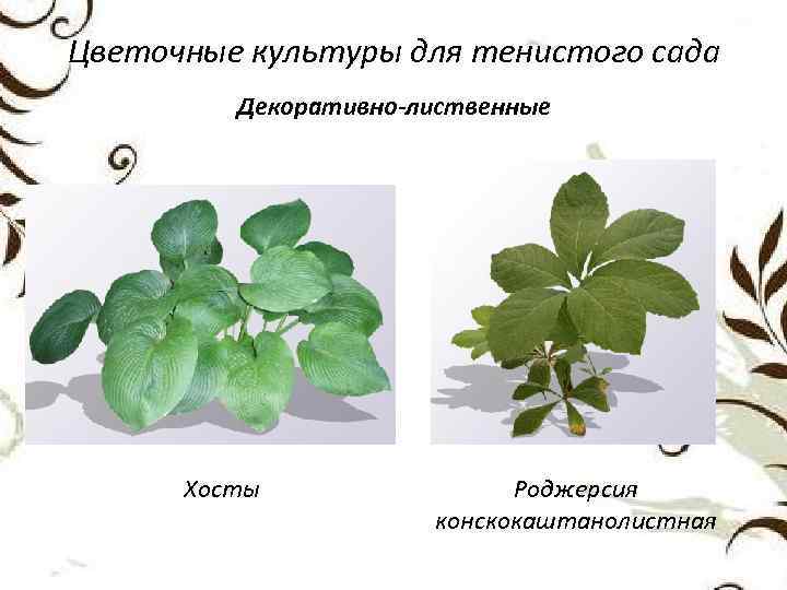 Цветочные культуры для тенистого сада Декоративно-лиственные Хосты Роджерсия конскокаштанолистная 