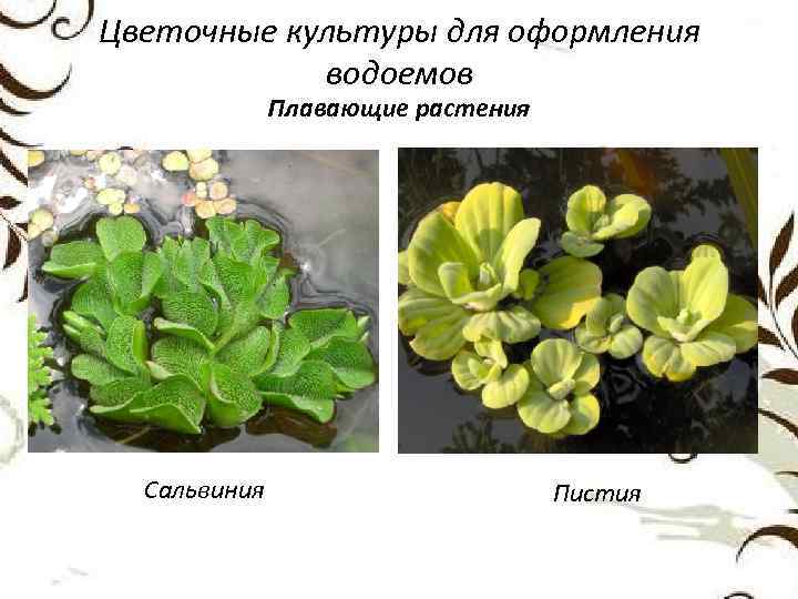 Цветочные культуры для оформления водоемов Плавающие растения Сальвиния Пистия 